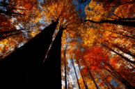 Fall Canopy