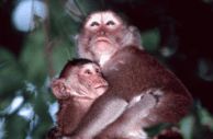 Macaque Family