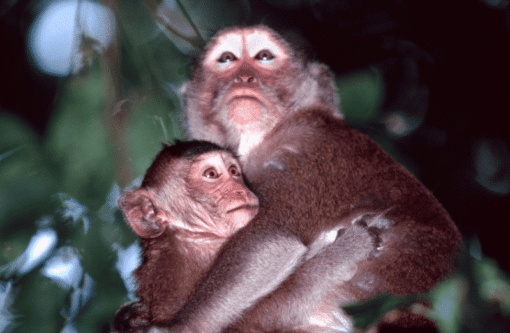 Macaque Family