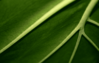 Green Leaf