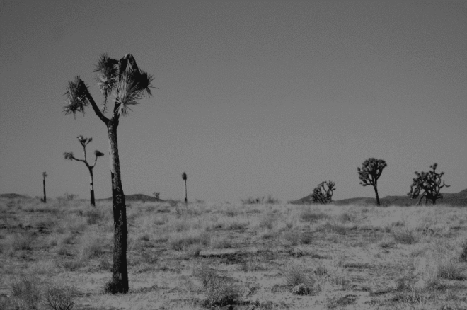 Joshua Tree Isolation