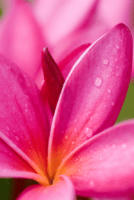 Pink Plumeria