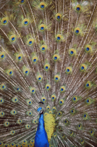 Full Display Peacock