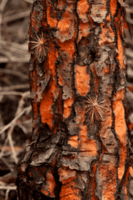 Santa Cruz Tree Bark