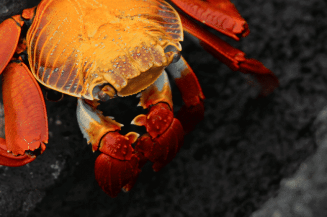 Fernandina Crab