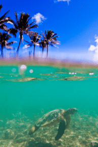 Green Sea Turtle