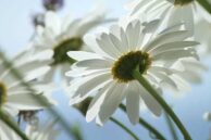 White Daisies I