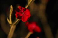 Sunset Flowers