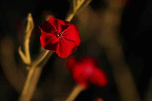 Sunset Flowers