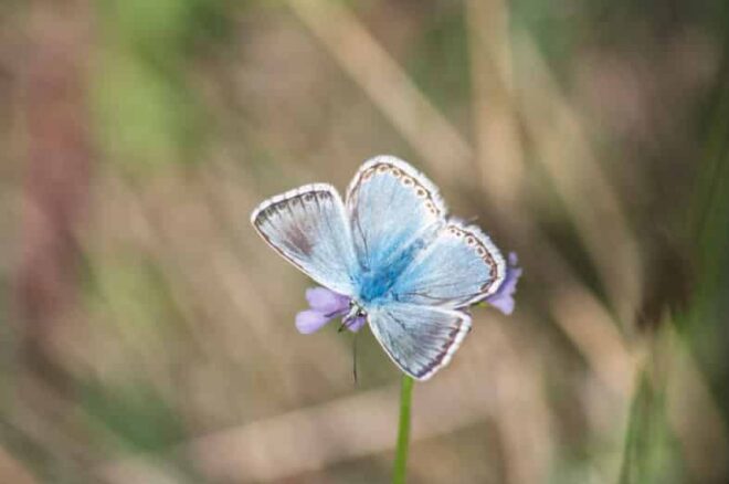 Blue Polyommatus