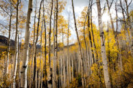 Colorado Fall Aspens