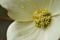 Dogwood Blossom