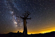 Olmsted Tree Milky Way