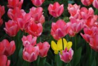 Pink Tulips