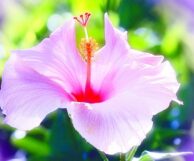 Pink Hibiscus