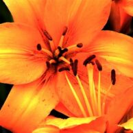 Orange Lily