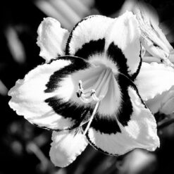Black & White Lily