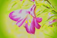 Pink Lily Painting