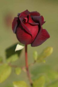 Single Red Rose