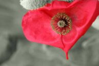 Red Poppy