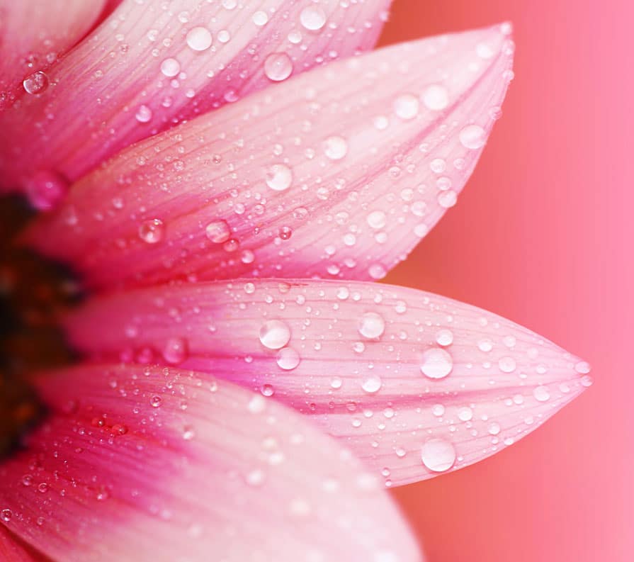 closeup of pink flower photo